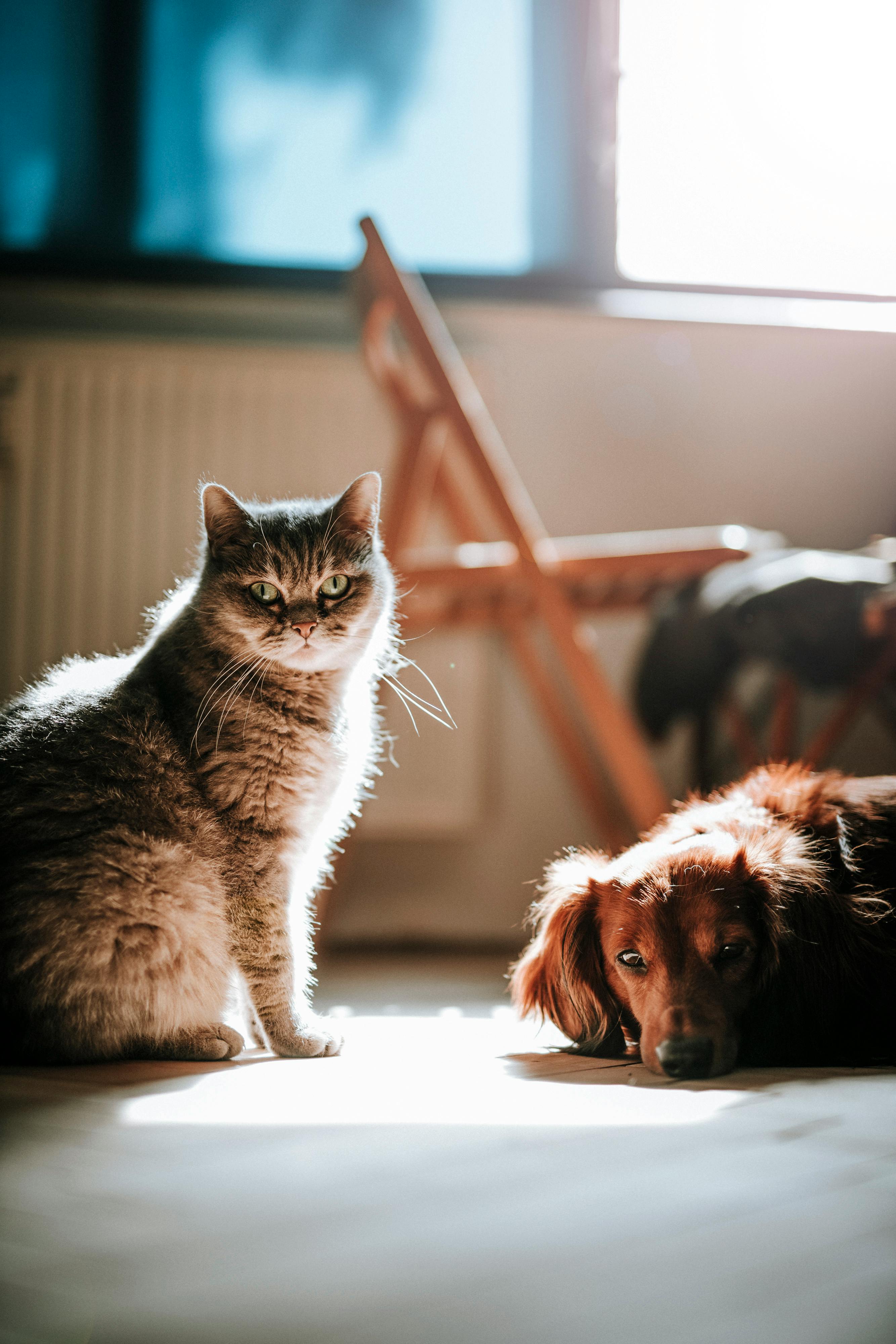 Yaşlı Köpeklerde Günlük Bakım Rutinini Yumuşatmak görseli